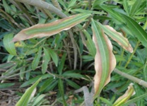 Xylella