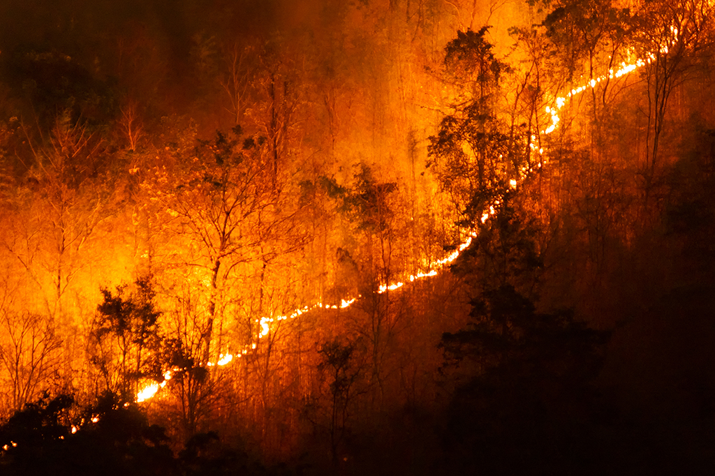 incendio controlado floresta